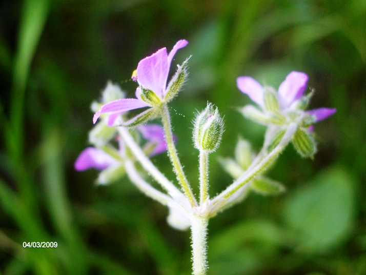 Erodium malacoides