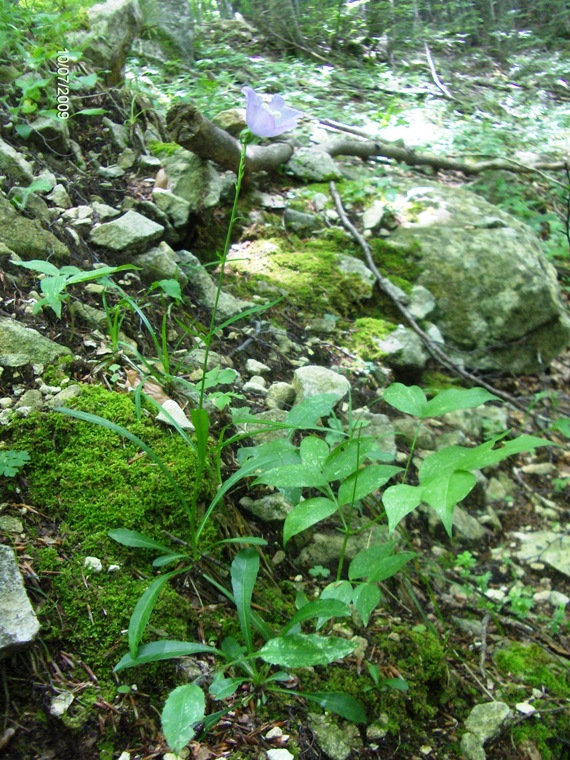 Campanula persicifolia