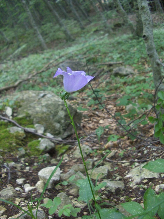 Campanula persicifolia