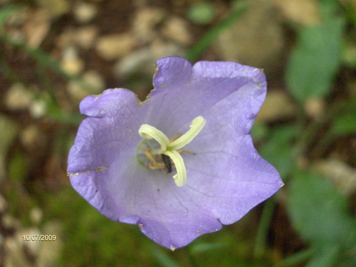 Campanula persicifolia