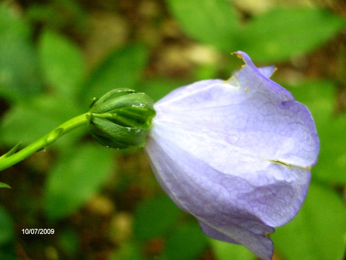 Campanula persicifolia