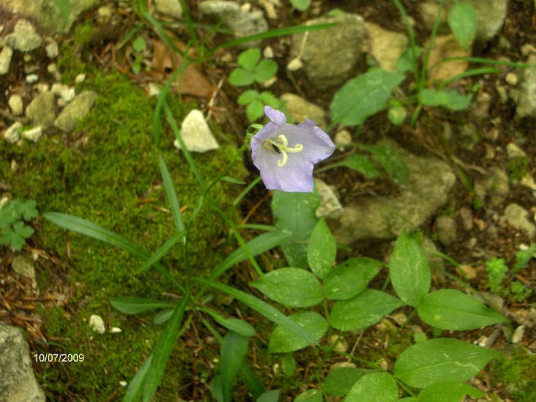 Campanula persicifolia