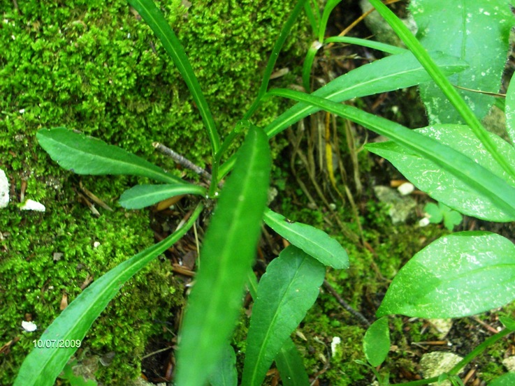 Campanula persicifolia