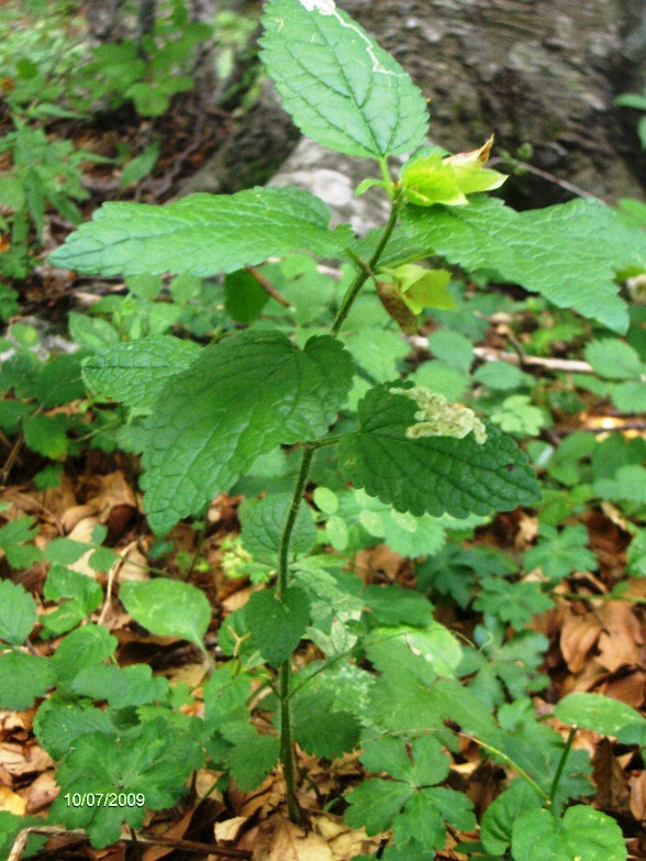 Melittis melissophyllum, sfiorita