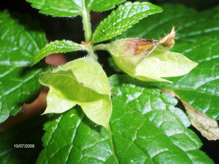 Melittis melissophyllum, sfiorita