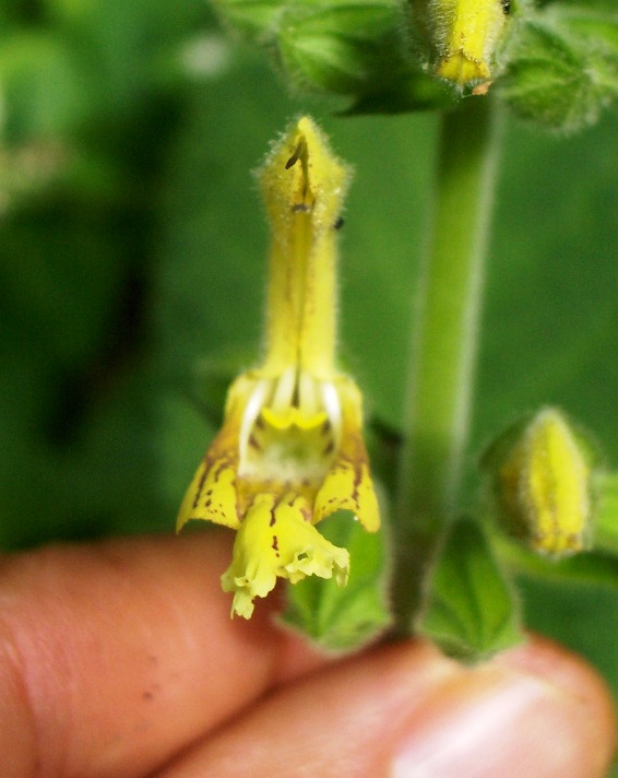 Salvia glutinosa