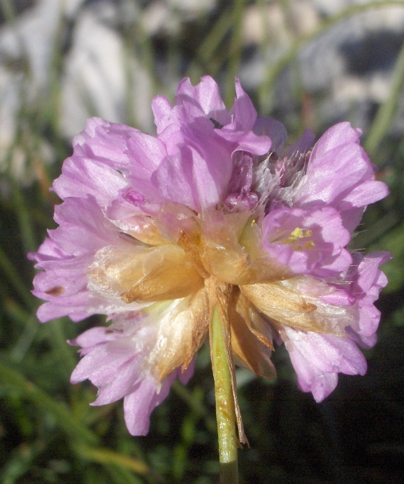 quale Armeria sp.?