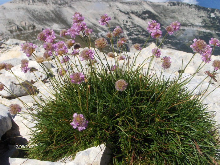 quale Armeria sp.?
