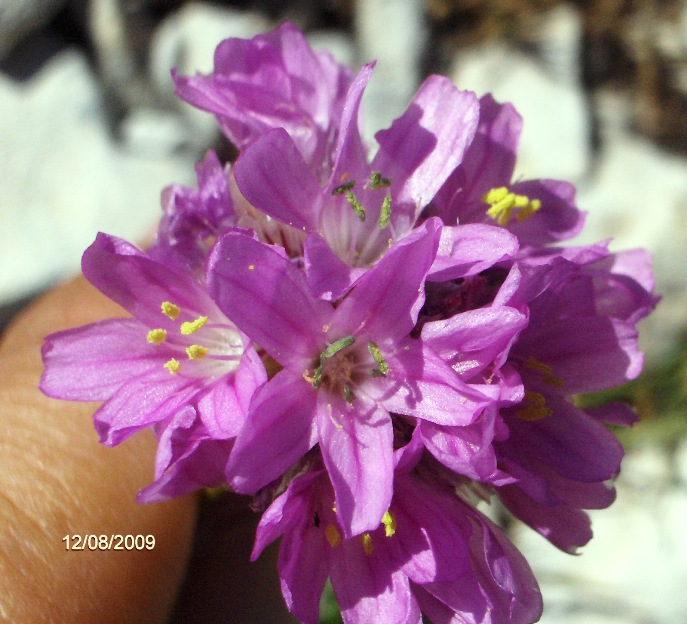 quale Armeria sp.?