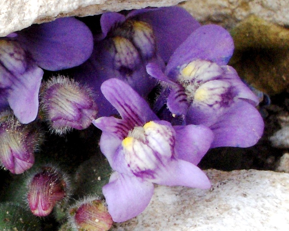 Cymbalaria pallida / Ciombolino abruzzese