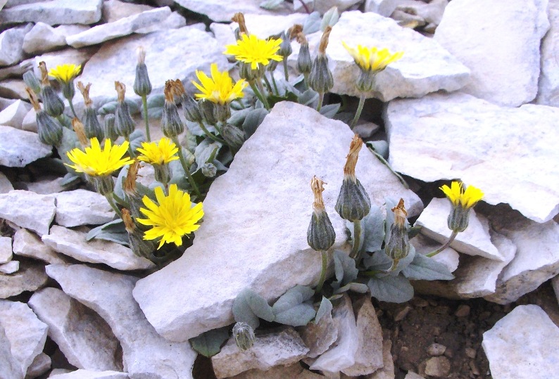 Crepis pygmaea / Radicchiella dei ghiaioni