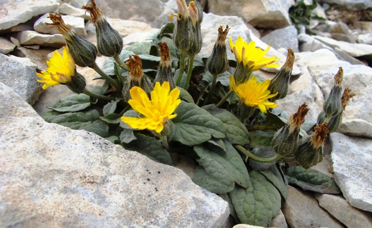 Crepis pygmaea / Radicchiella dei ghiaioni