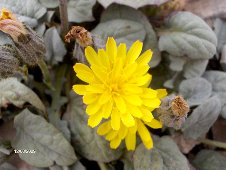 Crepis pygmaea / Radicchiella dei ghiaioni
