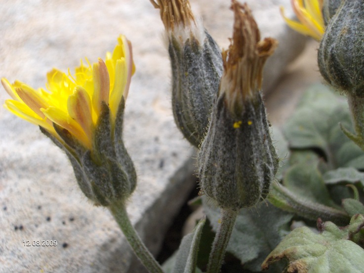 Crepis pygmaea / Radicchiella dei ghiaioni