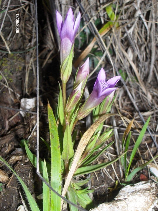 Gentianella columnae e Gentianella campestris a confronto