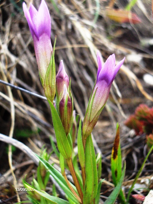 Gentianella columnae e Gentianella campestris a confronto