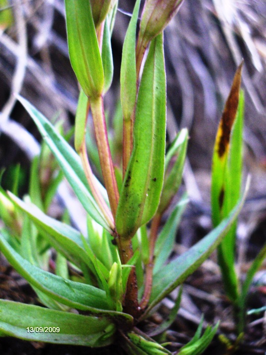 Gentianella columnae e Gentianella campestris a confronto