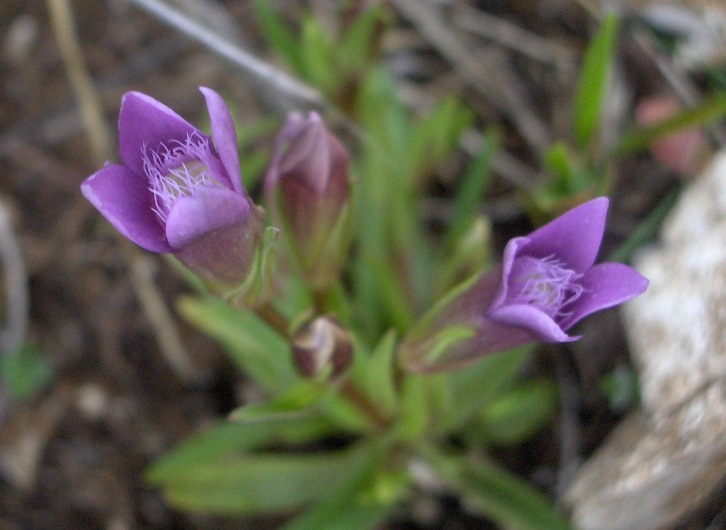 Gentianella columnae e Gentianella campestris a confronto