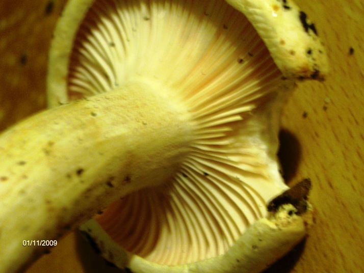 Quale  Hygrophorus? - Hygrophorus penarius