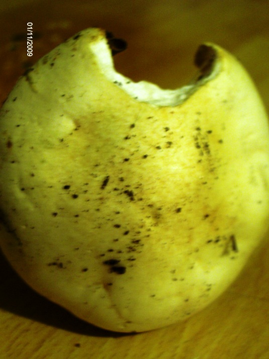 Quale  Hygrophorus? - Hygrophorus penarius