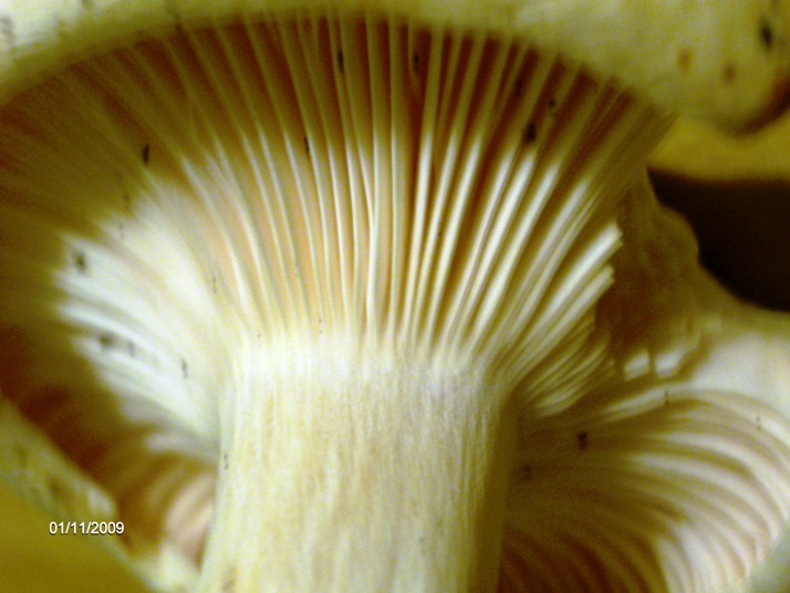 Quale  Hygrophorus? - Hygrophorus penarius