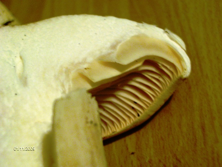 Quale  Hygrophorus? - Hygrophorus penarius