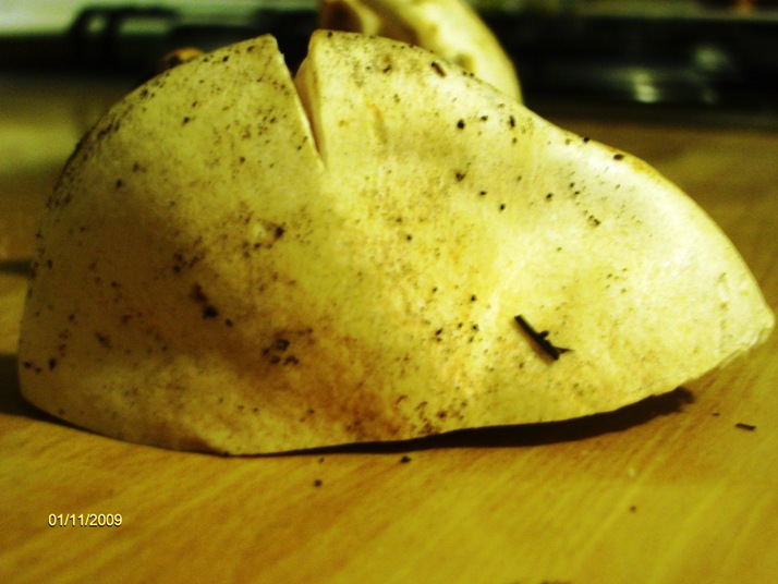 Quale  Hygrophorus? - Hygrophorus penarius