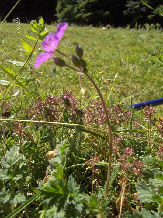Erodium alpinum L''Hr.?