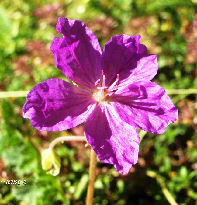 Erodium alpinum L''Hr.?