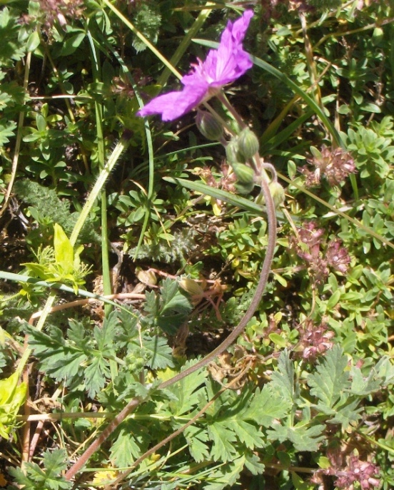 Erodium alpinum L''Hr.?