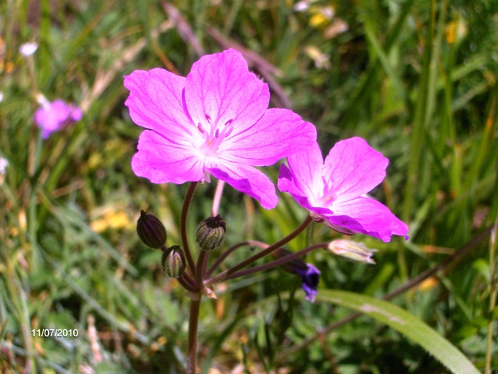 Erodium alpinum L''Hr.?