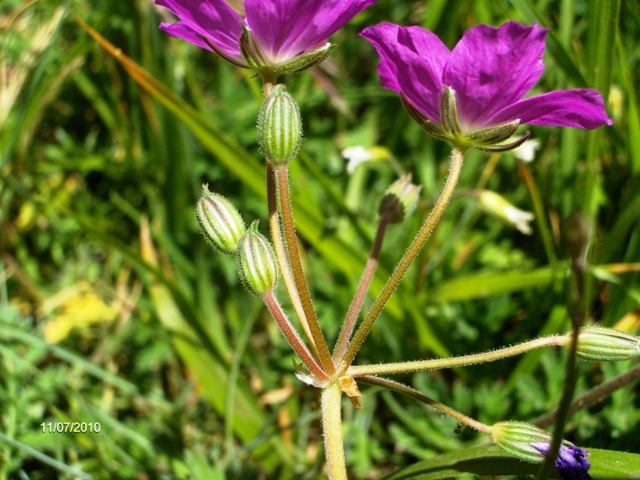 Erodium alpinum L''Hr.?