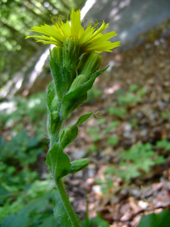 Hieracium sp.