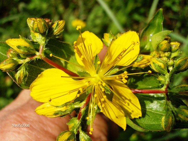 Hypericum perfoliatum