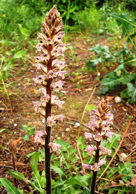 Orobanche picridis / Orobanche della picride