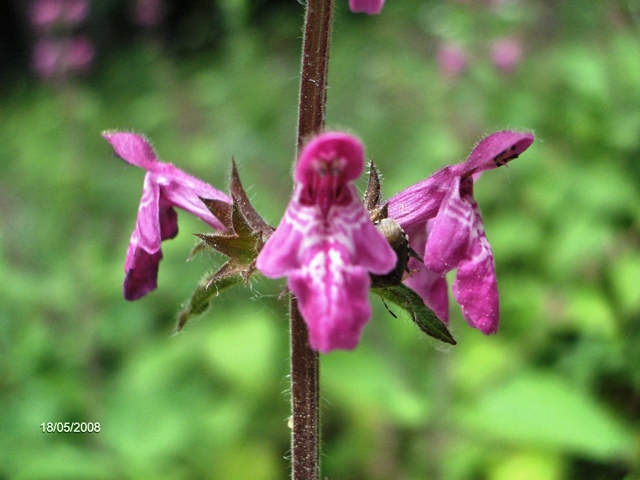 Stachys sylvatica / Stregona dei boschi