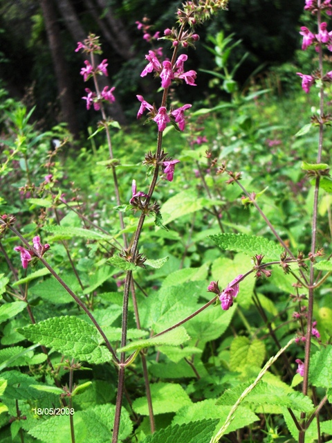 Stachys sylvatica / Stregona dei boschi