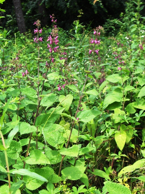 Stachys sylvatica / Stregona dei boschi
