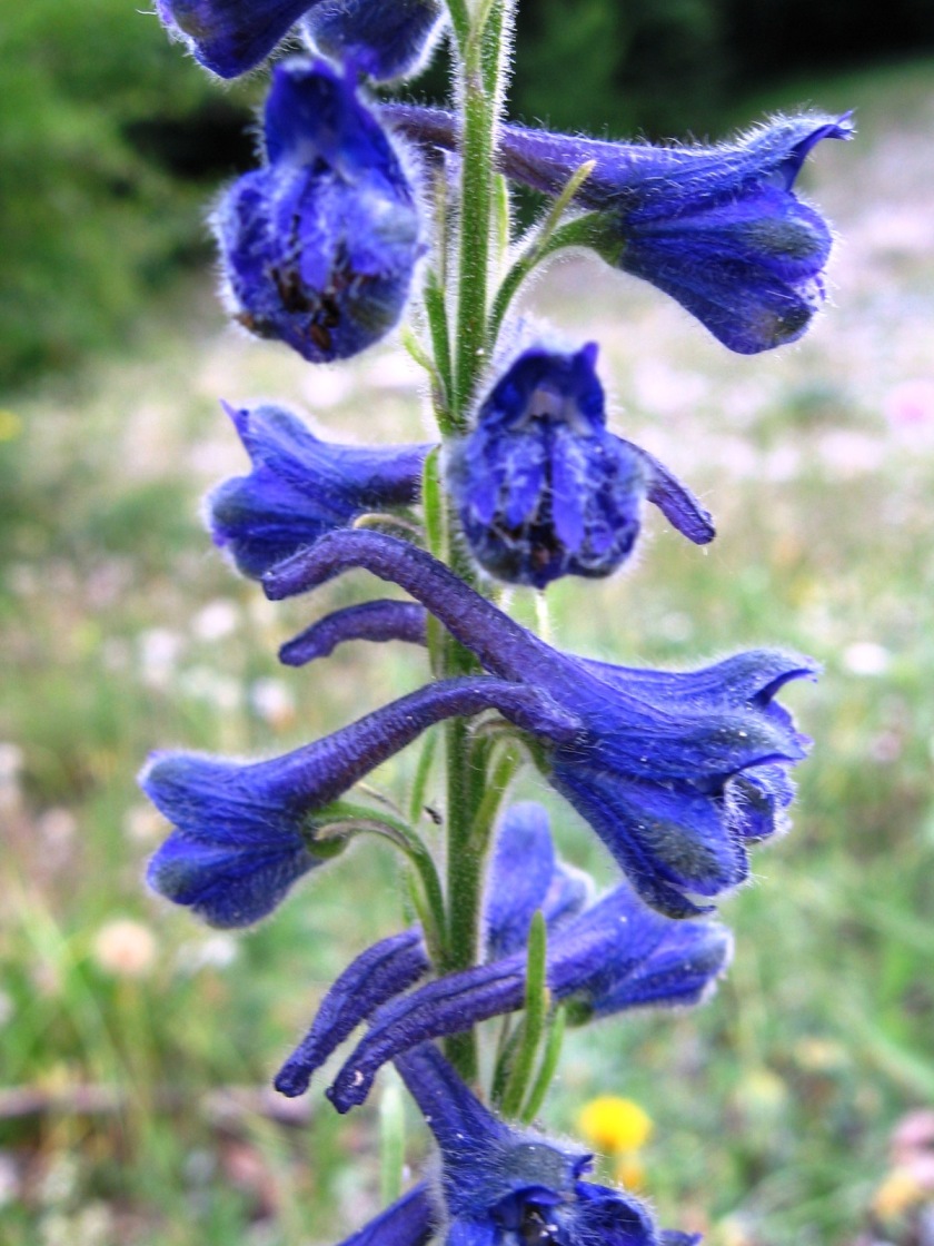 quale Delphinium?