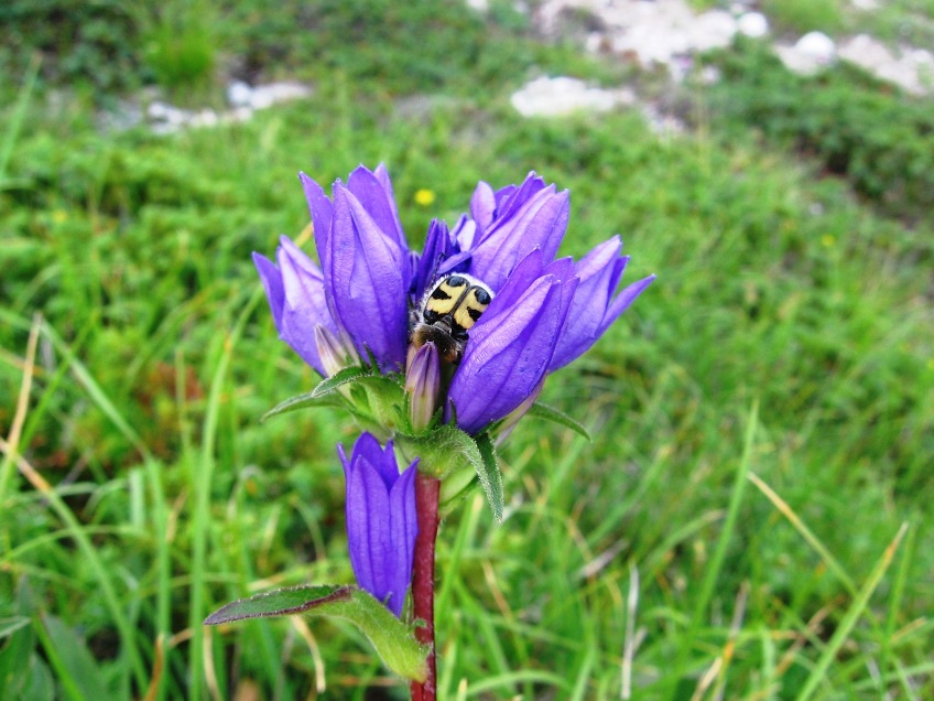 sono nel forum giusto? Trichius fasciatus