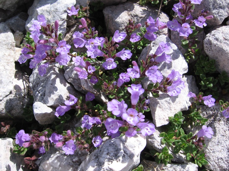 Ziziphora granatensis (=Acinos alpinus) / Acino alpino