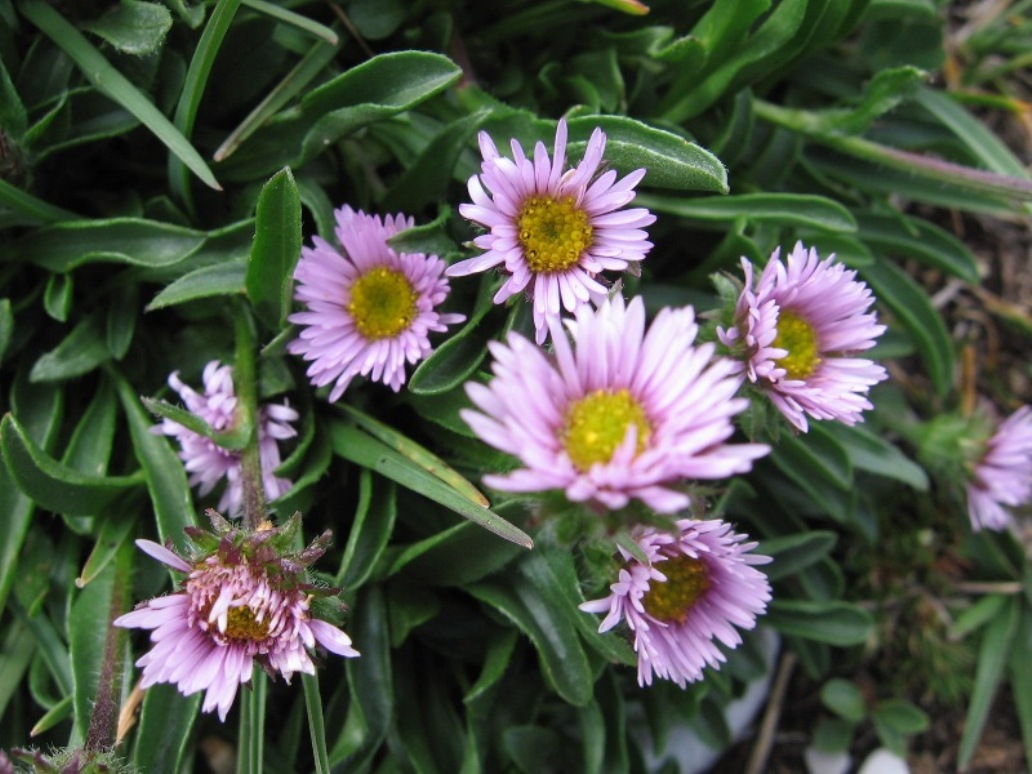 Erigeron epiroticus / Cespica dell''Epiro