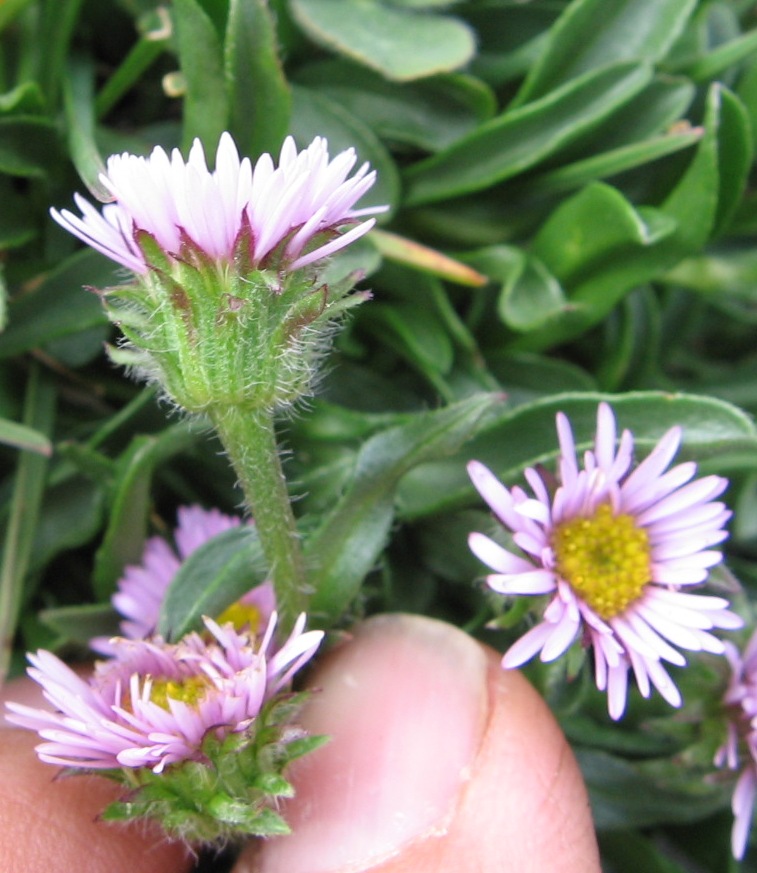 Erigeron epiroticus / Cespica dell''Epiro
