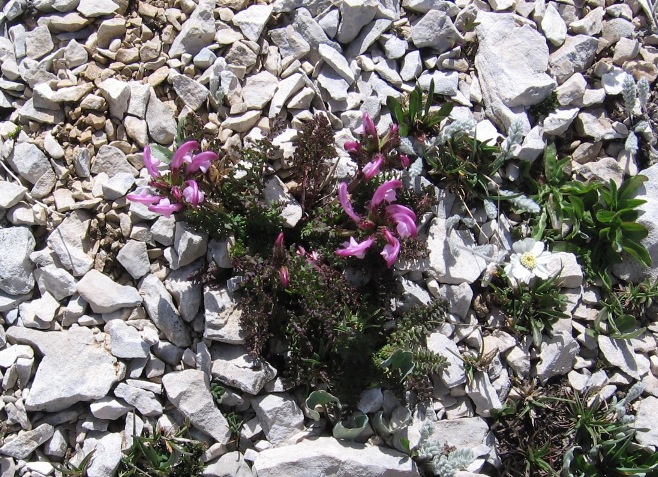 Pedicularis elegans / Pediculare appenninica