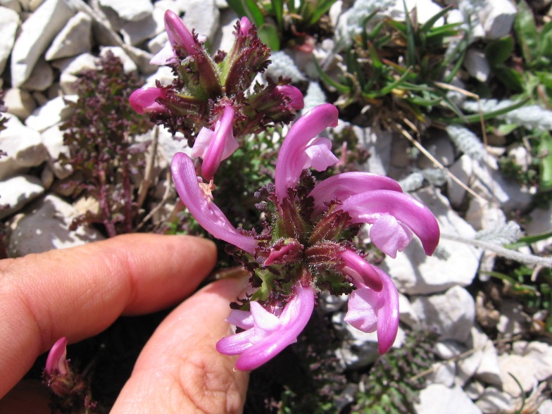 Pedicularis elegans / Pediculare appenninica