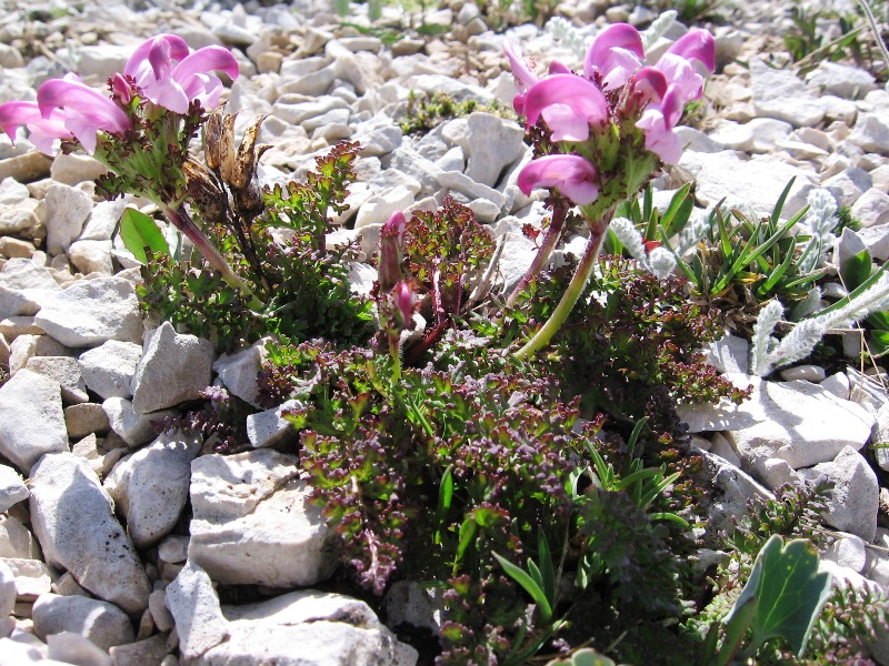 Pedicularis elegans / Pediculare appenninica