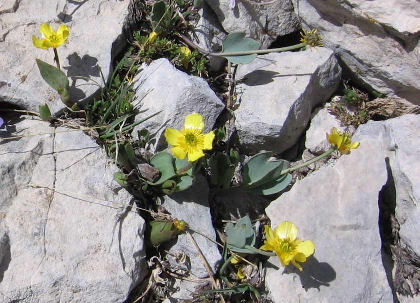 Ranunculus brevifolius / Ranuncolo a foglie brevi