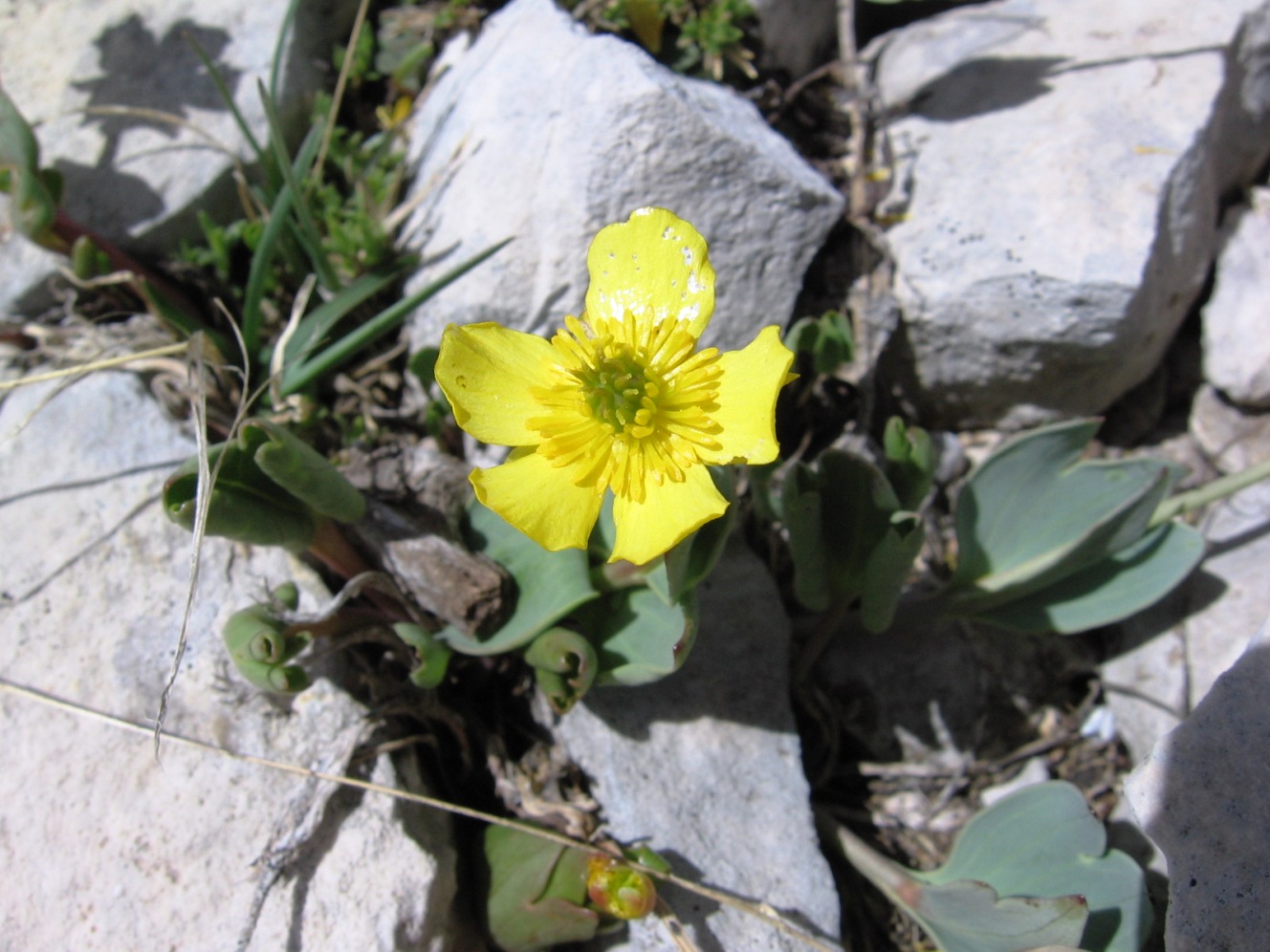 Ranunculus brevifolius / Ranuncolo a foglie brevi