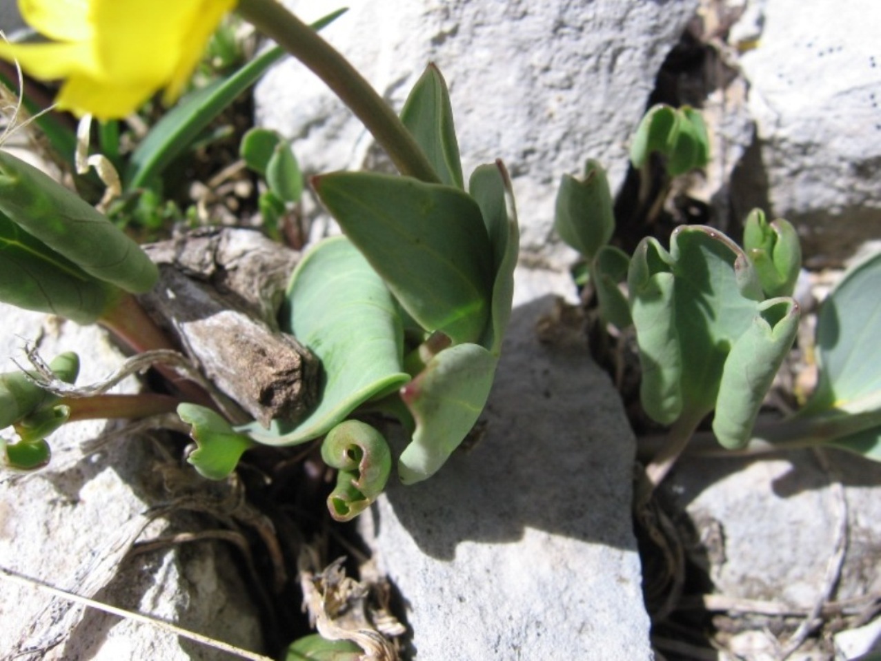 Ranunculus brevifolius / Ranuncolo a foglie brevi