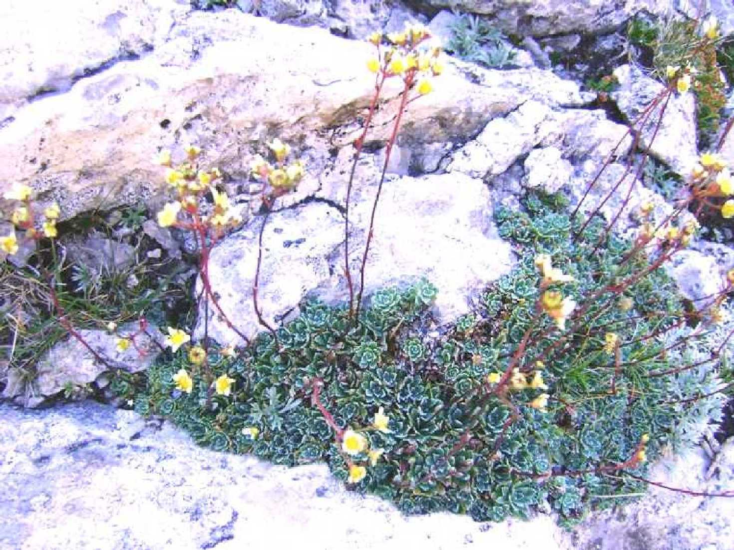 Saxifraga paniculata